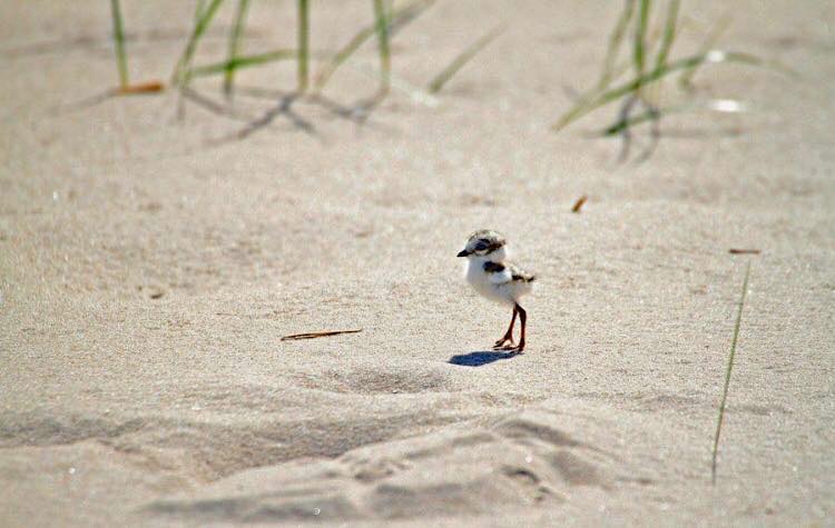 Ringo Piping Plover, Muskegon MI (Carol Cooper)
