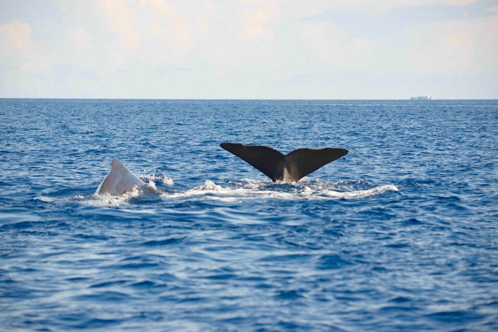 Sperm Whales, Abaco Bahamas (BMMRO / Keith Salvesen)