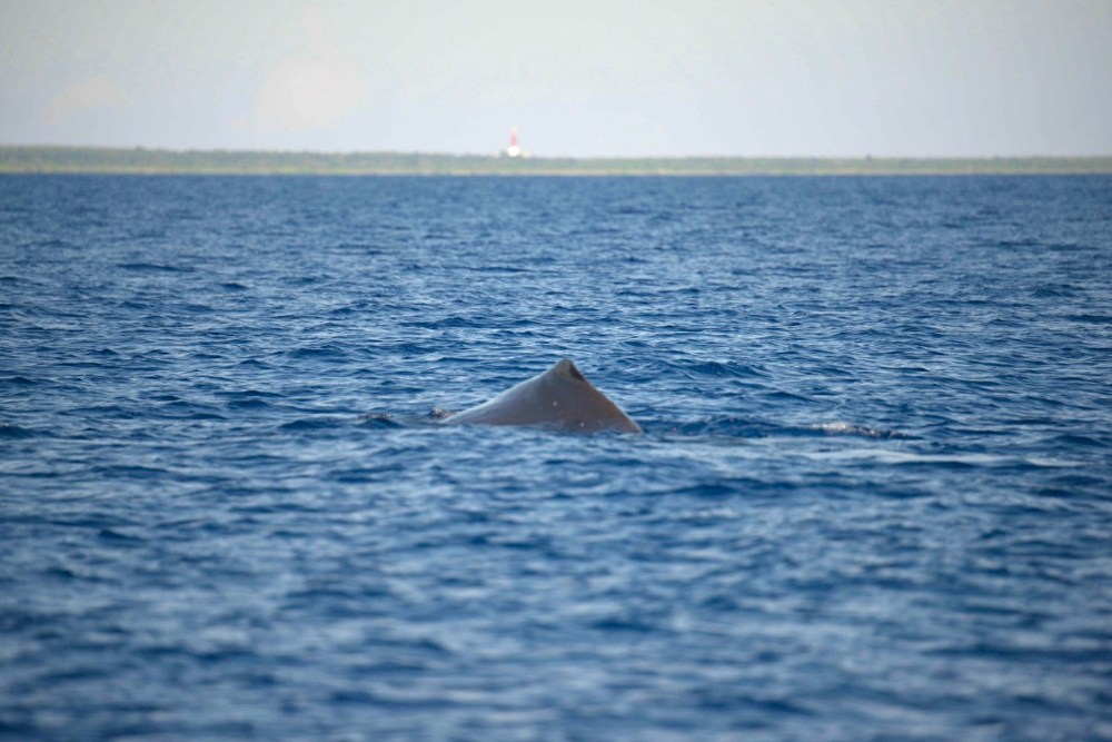 Sperm Whales, Abaco Bahamas (BMMRO / Keith Salvesen)