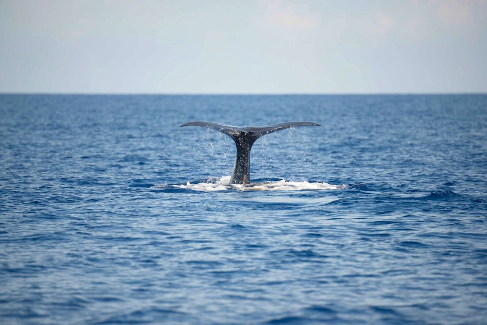 Sperm Whales, Abaco Bahamas (BMMRO / Keith Salvesen)