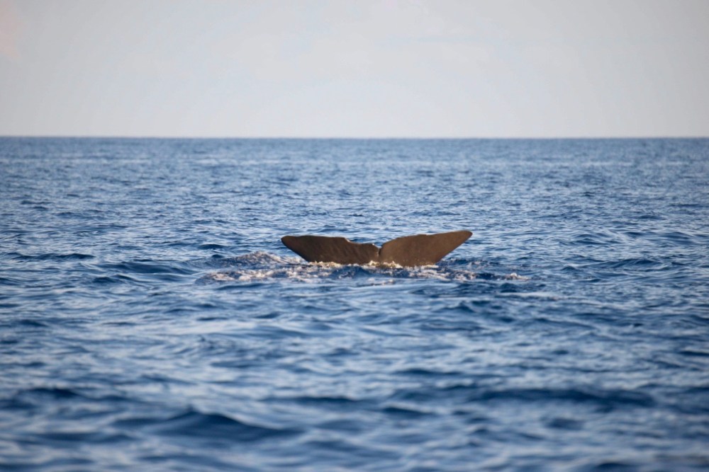 Sperm Whales, Abaco Bahamas (BMMRO / Keith Salvesen)