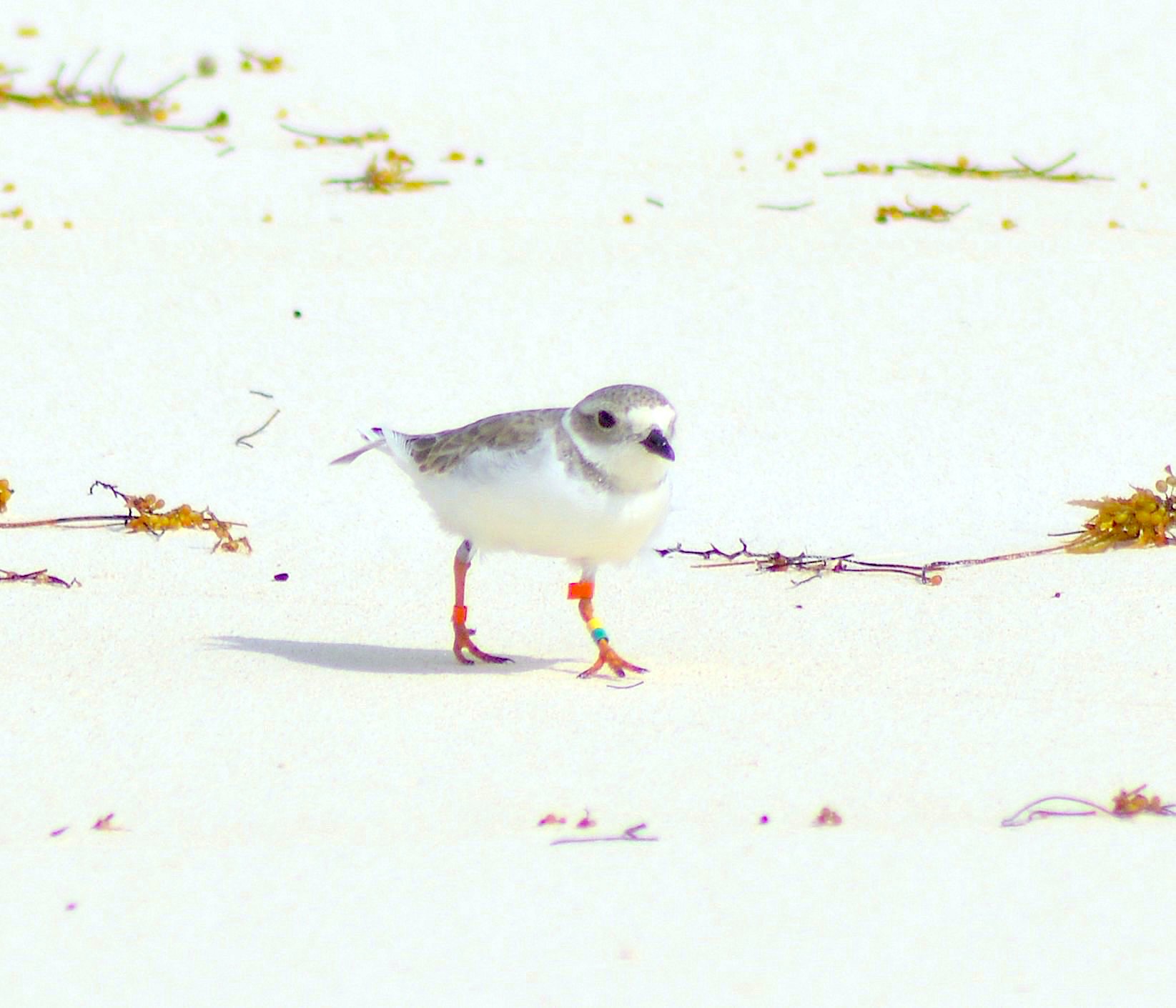 Bahama Mama Piping Plover, Long Beach Abaco (Keith Kemp)