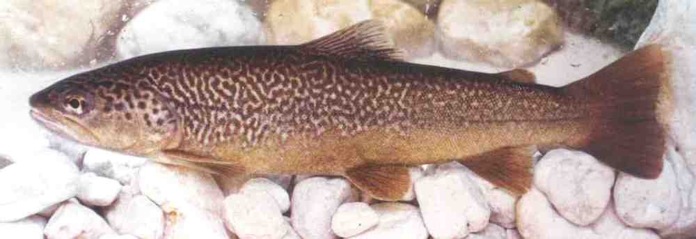 marble_trout_from_zadlascc8cccc8cica-wiki