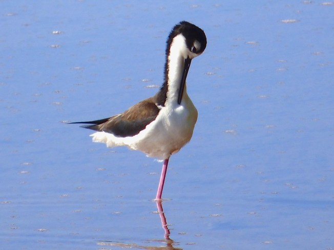 Black-necked Stilts, Abaco Bahamas (Keith Salvesen)