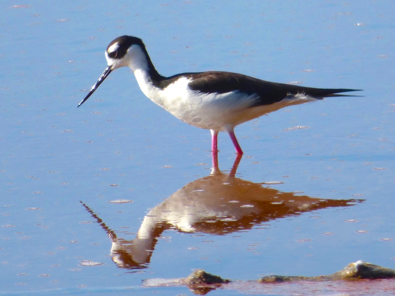 Black-necked Stilts, Abaco Bahamas (Keith Salvesen)