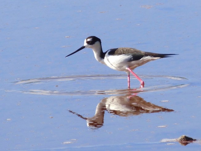 Black-necked Stilts, Abaco Bahamas (Keith Salvesen)