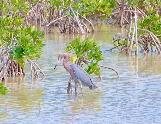 Reddish Egret Fishing, Crossing Rocks, Abaco (Keith Salvesen)