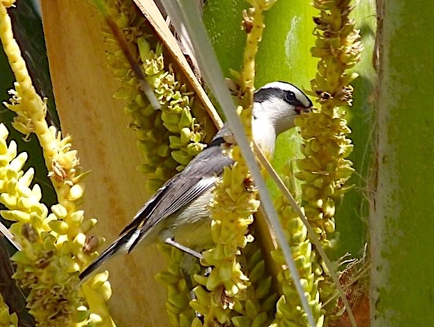 Bananaquits, Abaco Bahamas (Keith Salvesen)