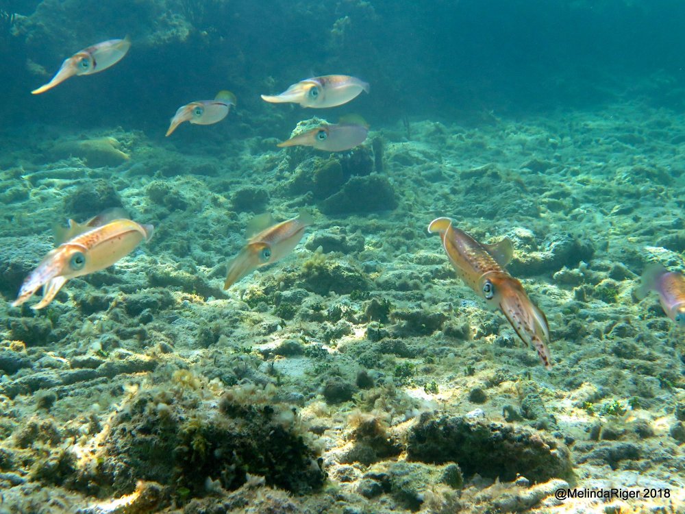 Caribbean Reef Squid, Bahamas (Melinda Riger / G B Scuba)