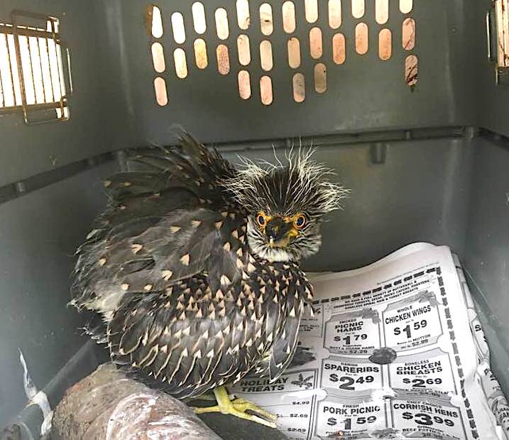 Yellow-crowned Night Heron (Rescue Bird 'Big Boy) - Melissa Maura