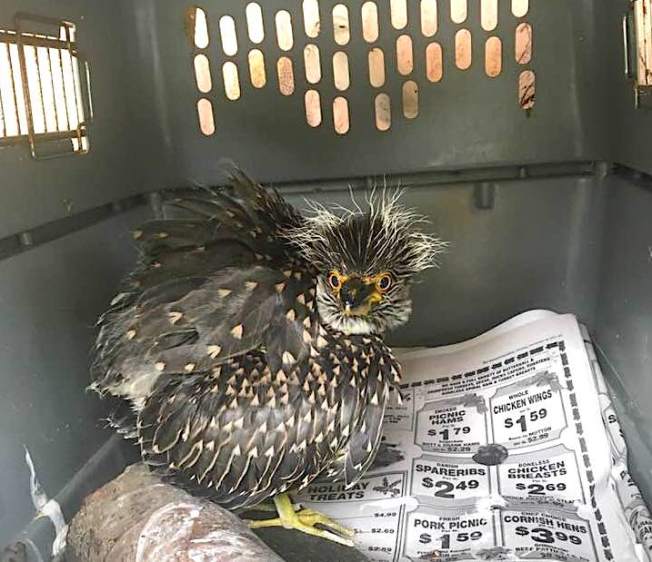 Yellow-crowned Night Heron (Rescue Bird 'Big Boy) - Melissa Maura