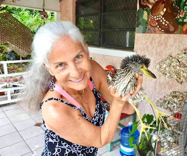 Yellow-crowned Night Heron (Rescue Bird 'Big Boy) - Melissa Maura