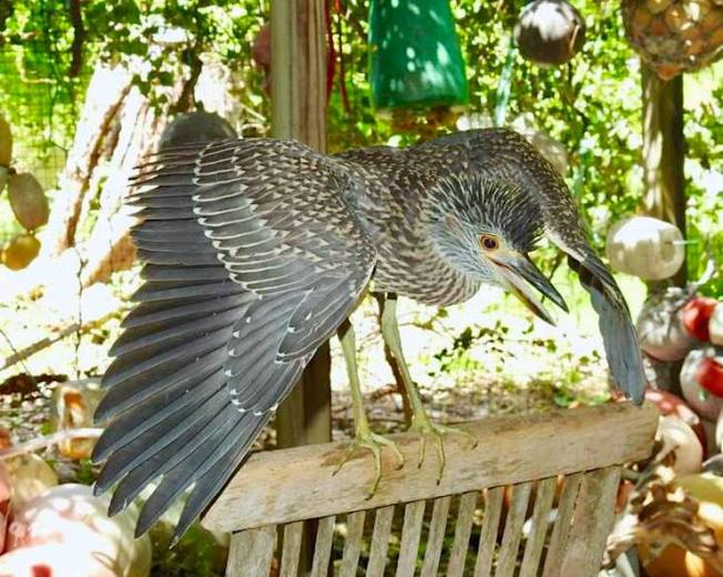 Yellow-crowned Night Heron (Rescue Bird 'Big Boy) - Melissa Maura