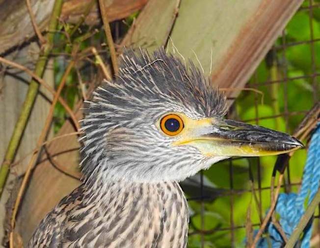 Yellow-crowned Night Heron (Rescue Bird 'Big Boy) - Melissa Maura