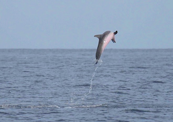 Atlantic Spotted Dolphin leaping in Abaco Waters (BMMRO)