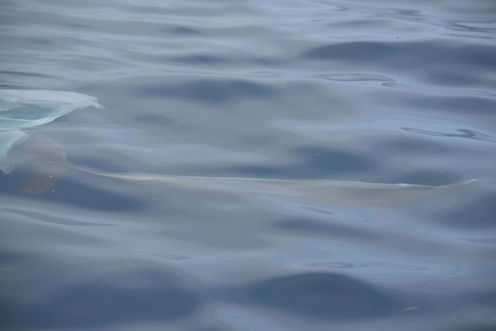 Atlantic Spotted Dolphins in Abaco Waters - marine trash (BMMRO)