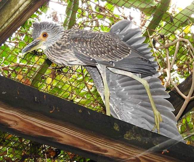 Yellow-crowned Night Heron (Rescue Bird 'Big Boy) - Melissa Maura