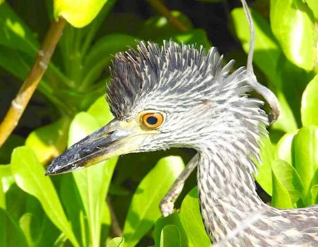 Yellow-crowned Night Heron (Rescue Bird 'Big Boy) - Melissa Maura