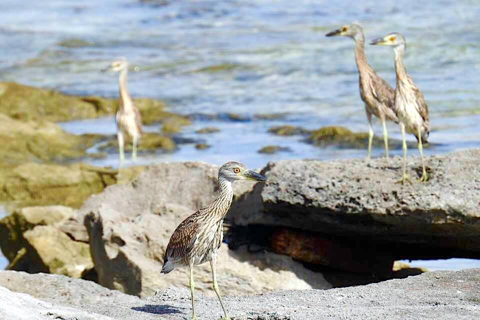 Yellow-crowned Night Heron (Rescue Bird 'Big Boy) - Melissa Maura