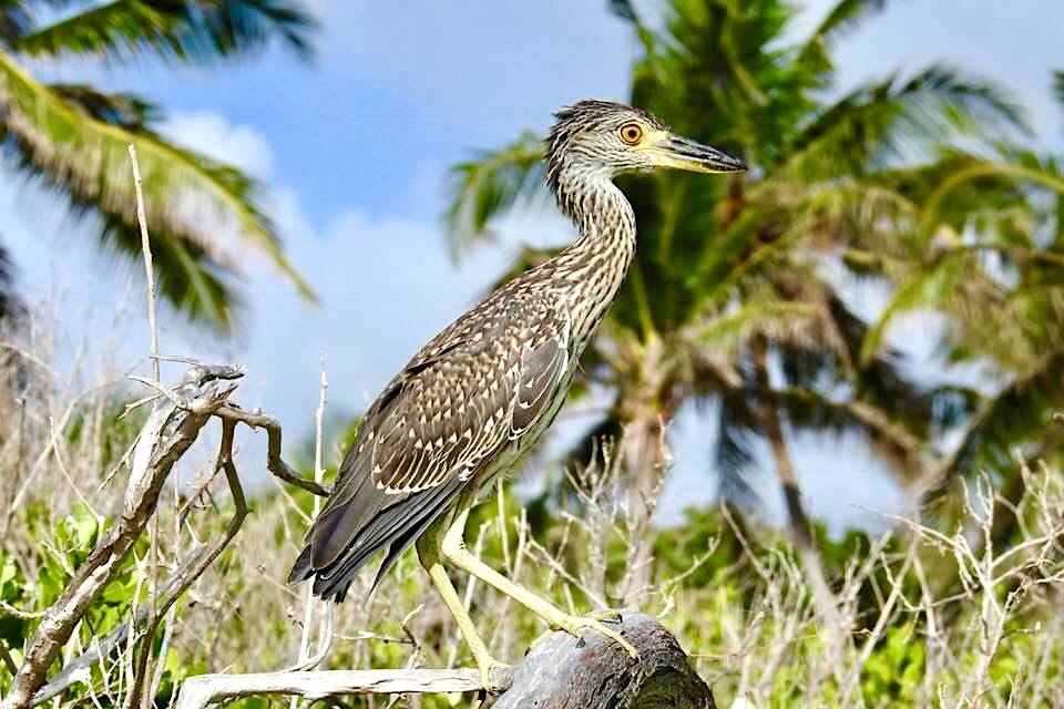 Yellow-crowned Night Heron (Rescue Bird 'Big Boy) - Melissa Maura