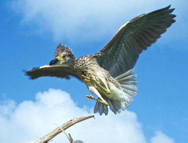 Yellow-crowned Night Heron (Rescue Bird 'Big Boy) - Melissa Maura