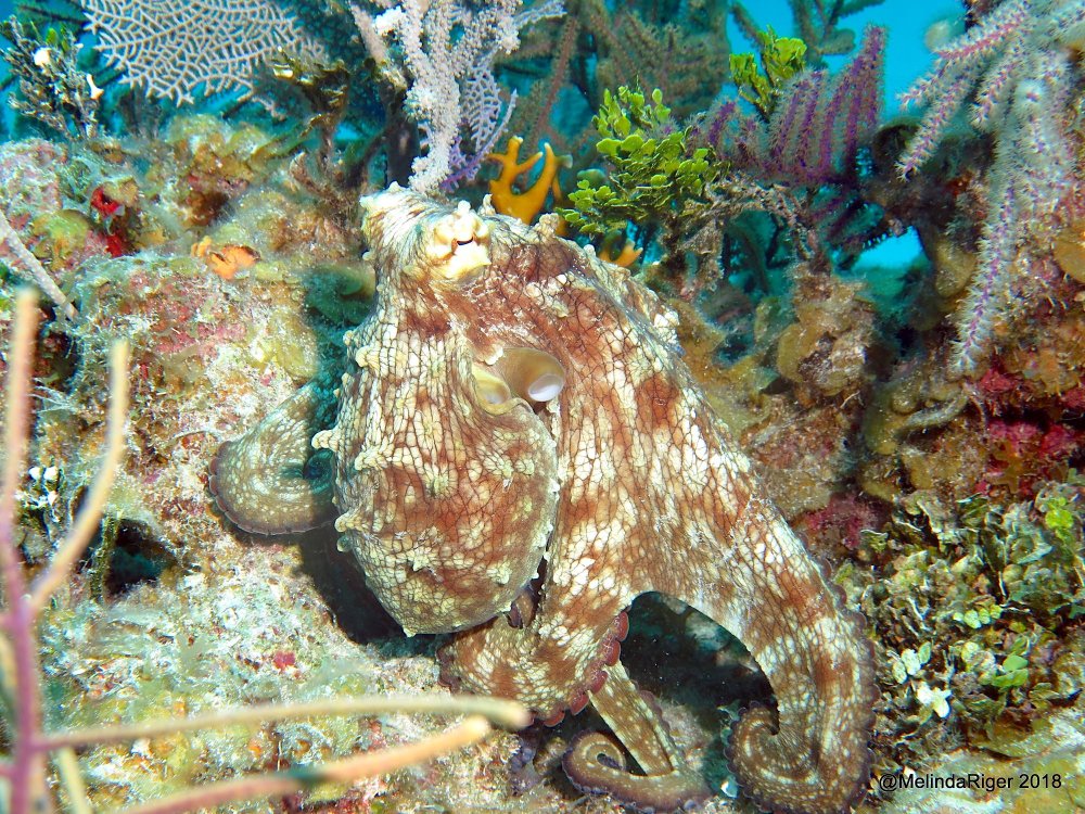 Octopus, Bahamas (Melinda Riger / Grand Bahama Scuba)