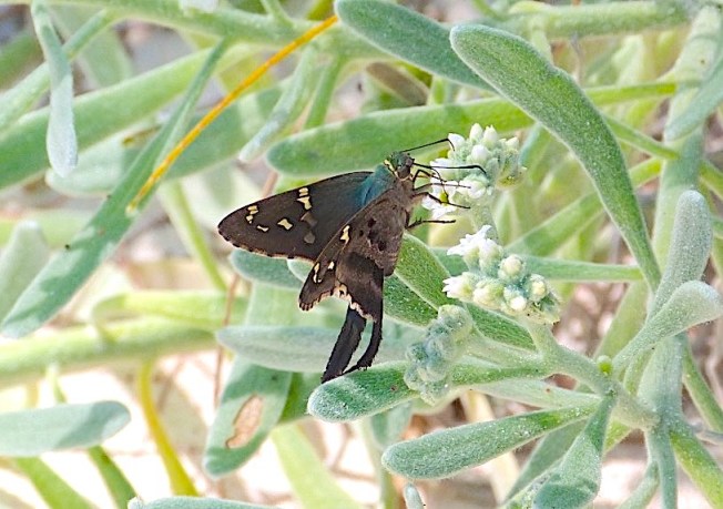 Long-tailed Skipper Butterfly, Abaco Bahamas (Keith Salvesen)