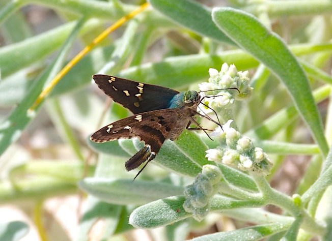 Long-tailed Skipper Butterfly, Abaco Bahamas (Keith Salvesen)