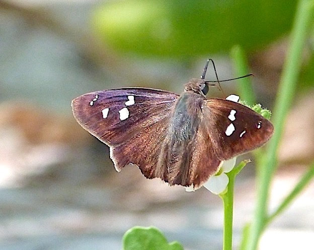 Northern Cloudywing Butterfly, Abaco Bahamas (Keith Salvesen)