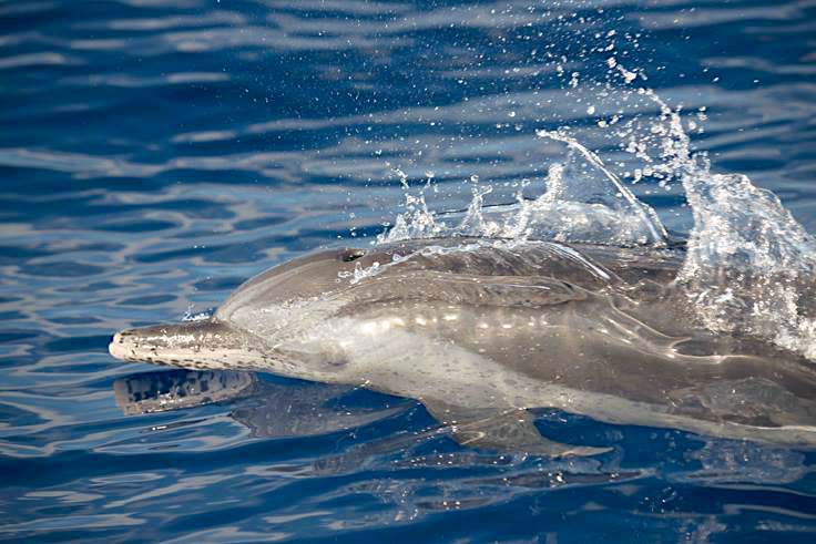 Pan-tropical spotted dolphins, Abaco, Bahamas (Charlotte Dunn / BMMRO)