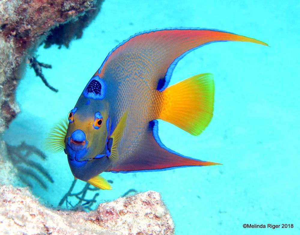 Queen Angelfish, Bahamas (Melinda Riger / Grand Bahama Scuba)