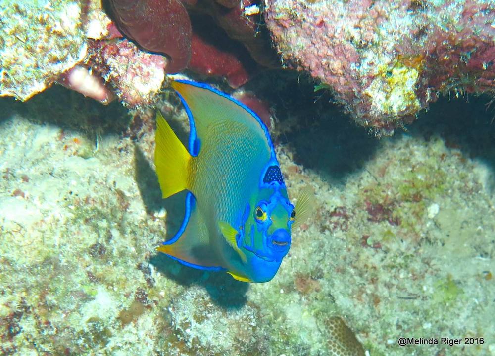 Queen Angelfish, Bahamas (Melinda Riger / Grand Bahama Scuba)