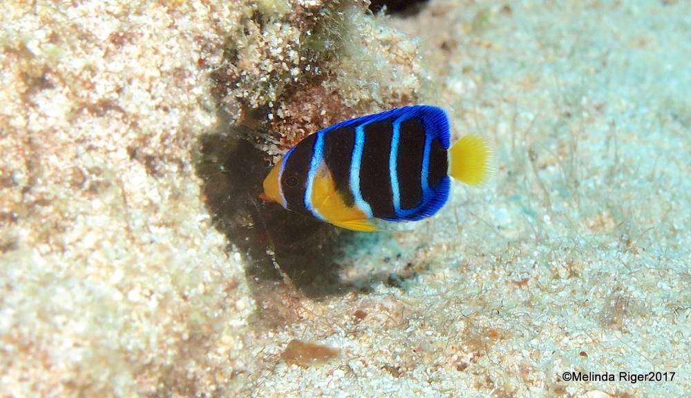 Queen Angelfish (Juvenile), Bahamas (Melinda Riger / Grand Bahama Scuba)