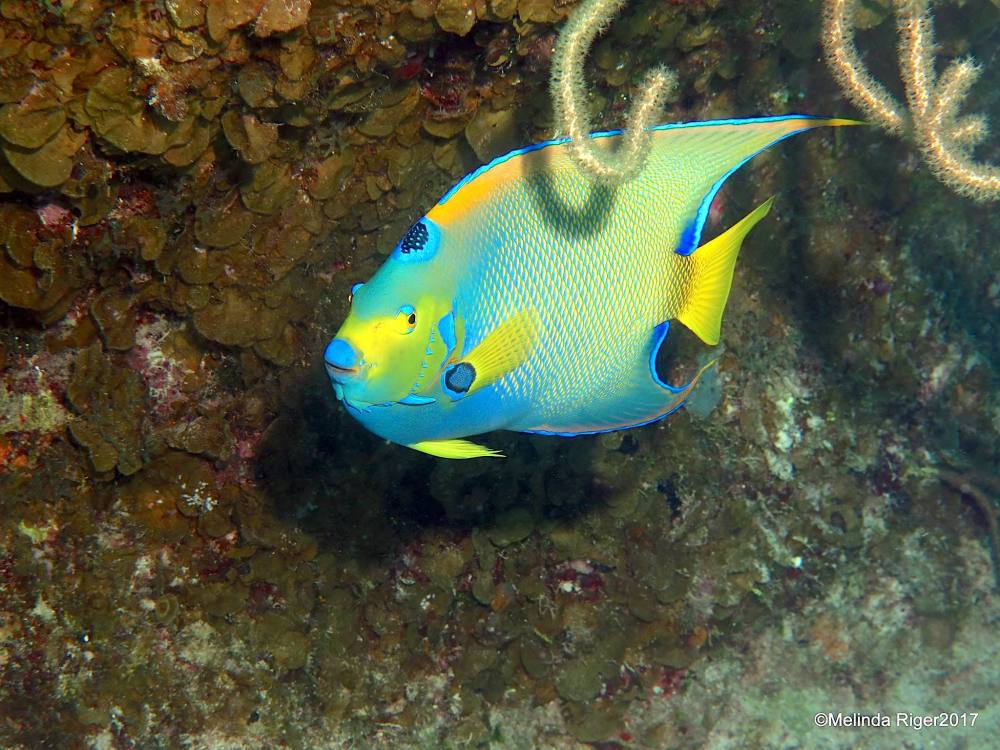 Queen Angelfish, Bahamas (Melinda Riger / Grand Bahama Scuba)