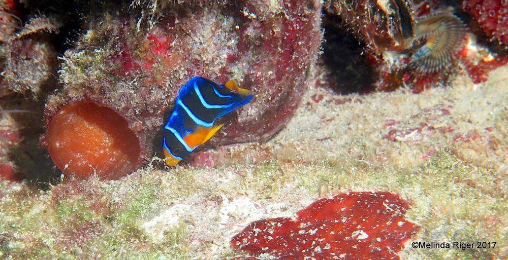 Queen Angelfish (Juvenile), Bahamas (Melinda Riger / Grand Bahama Scuba)