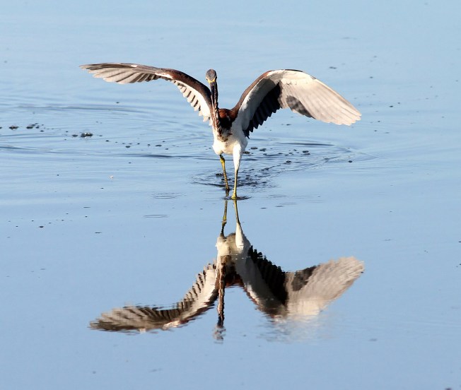 Tri-colored heron fishing (Phil Lanoue)