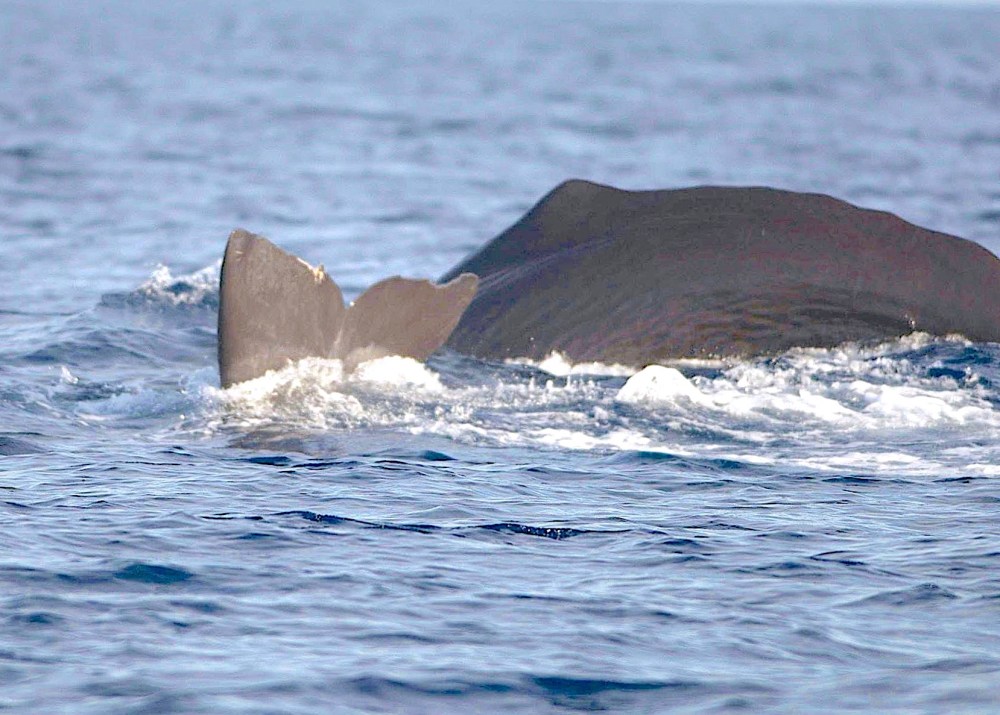 Sperm Whale Tailing, Abaco, Bahamas (©BMMRO)