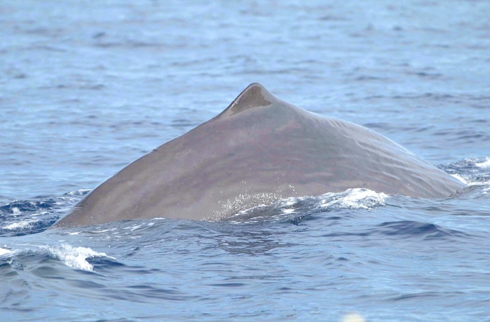 Sperm Whale Tailing, Abaco, Bahamas (©BMMRO)