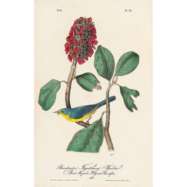 Canada Warbler / Bonaparte's Flycatching Warbler (J J Audubon)
