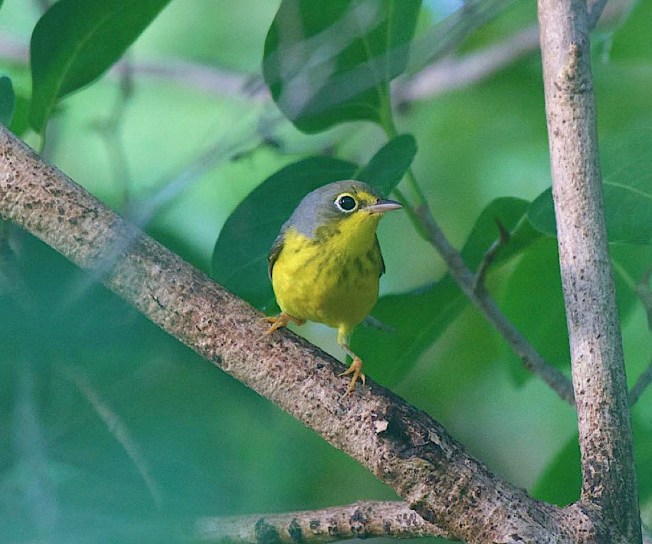 Canada Warbler Cardellina canadensis - Abaco Bahamas (1st record) - Christopher Johnson