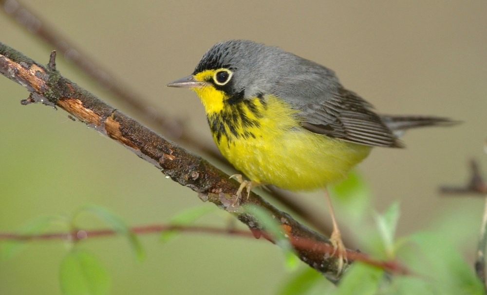 canada-warbler-m-william-h-majoros-wiki