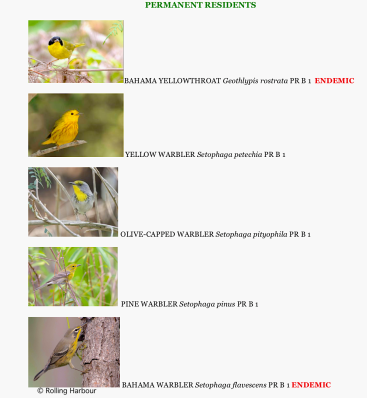 Abaco's 37 warbler species - permanent residents (Keith Salvesen)