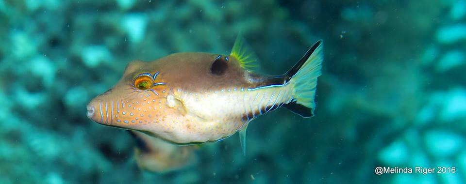 Sharpnose Puffer Fish (Melinda Riger / G B Scuba)