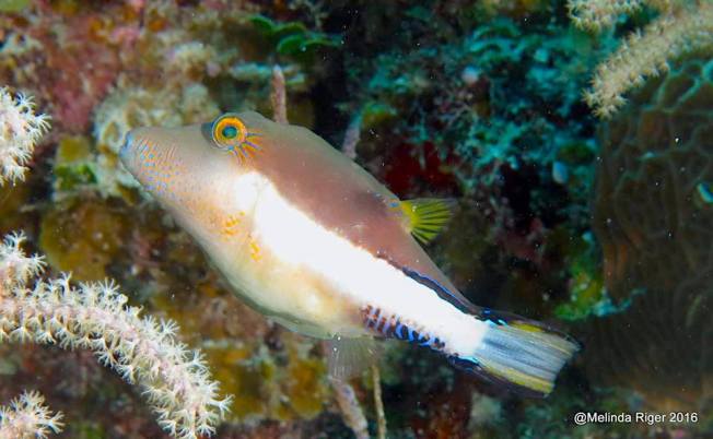 Sharpnose Puffer Fish (Melinda Riger / G B Scuba)