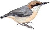 Bahama Nuthatch (Birdlife International)