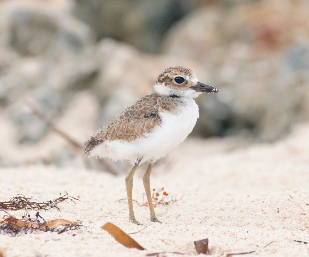 Wilson's Plover Chick, Abaco, Bahamas (Tom Sheley)