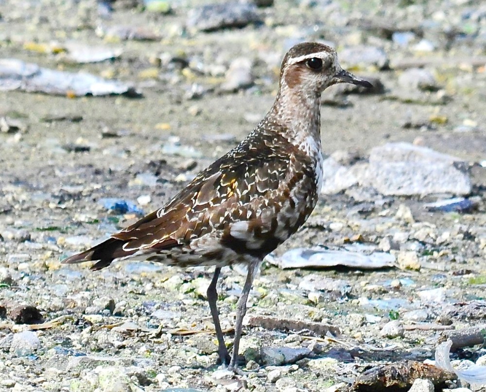 American Golden Plover, Bahamas (Tony Hepburn)