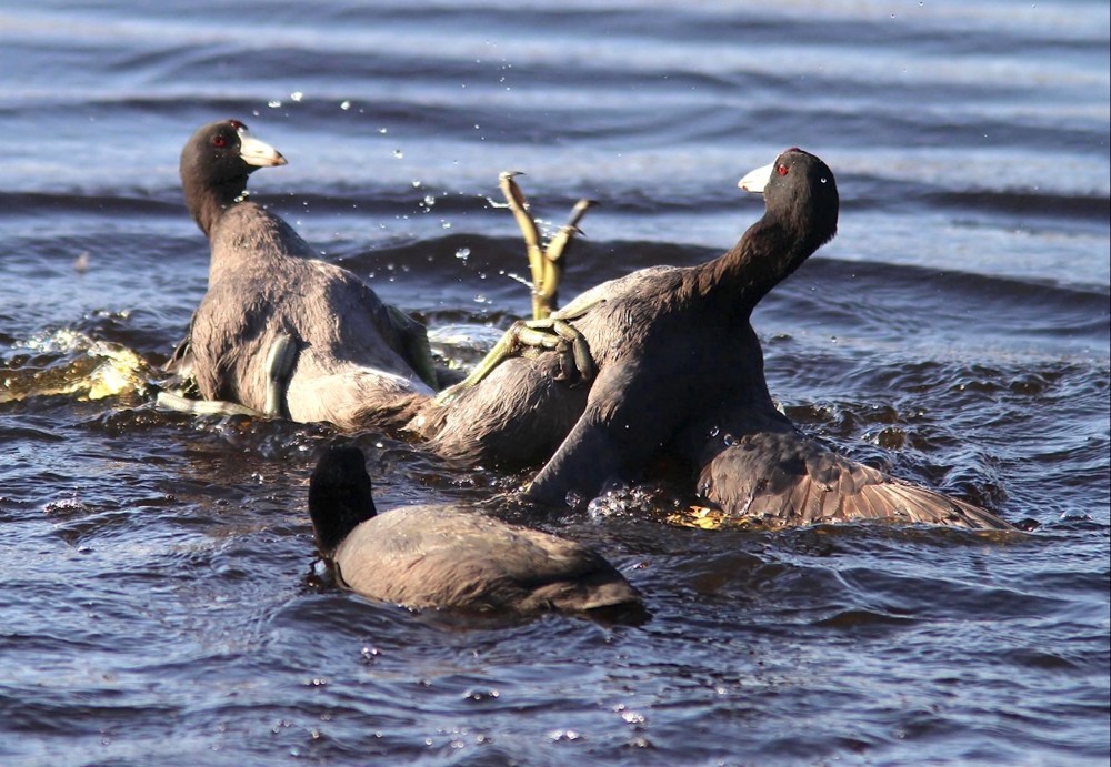 Coots Fighting (Phil Lanoue)
