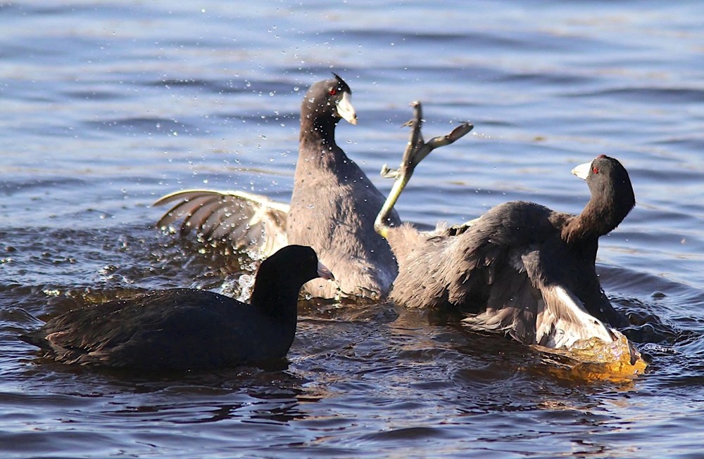 Coots Fighting (Phil Lanoue)