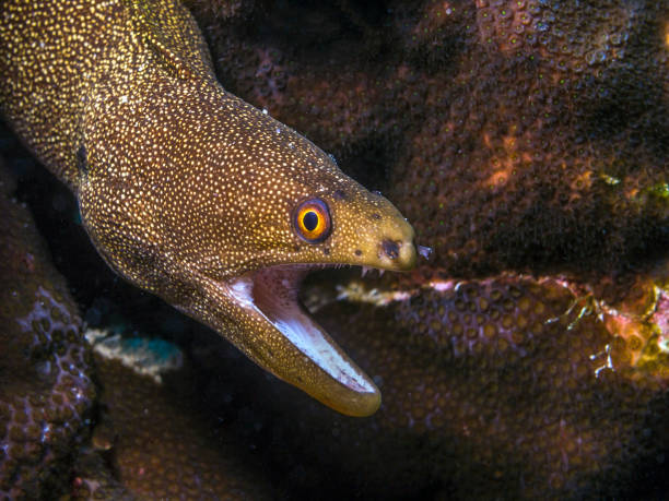 goldentail-moray-eel-istock-getty-images-2